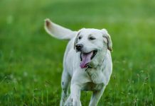 Does coat color matter when choosing Labrador Retriever dog